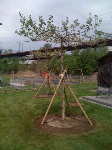 Fachgerechte Baumpflege