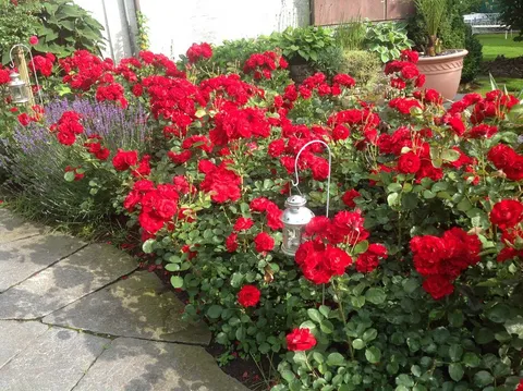 Rosenpflege - Fritz Fischer Gartenbau GmbH